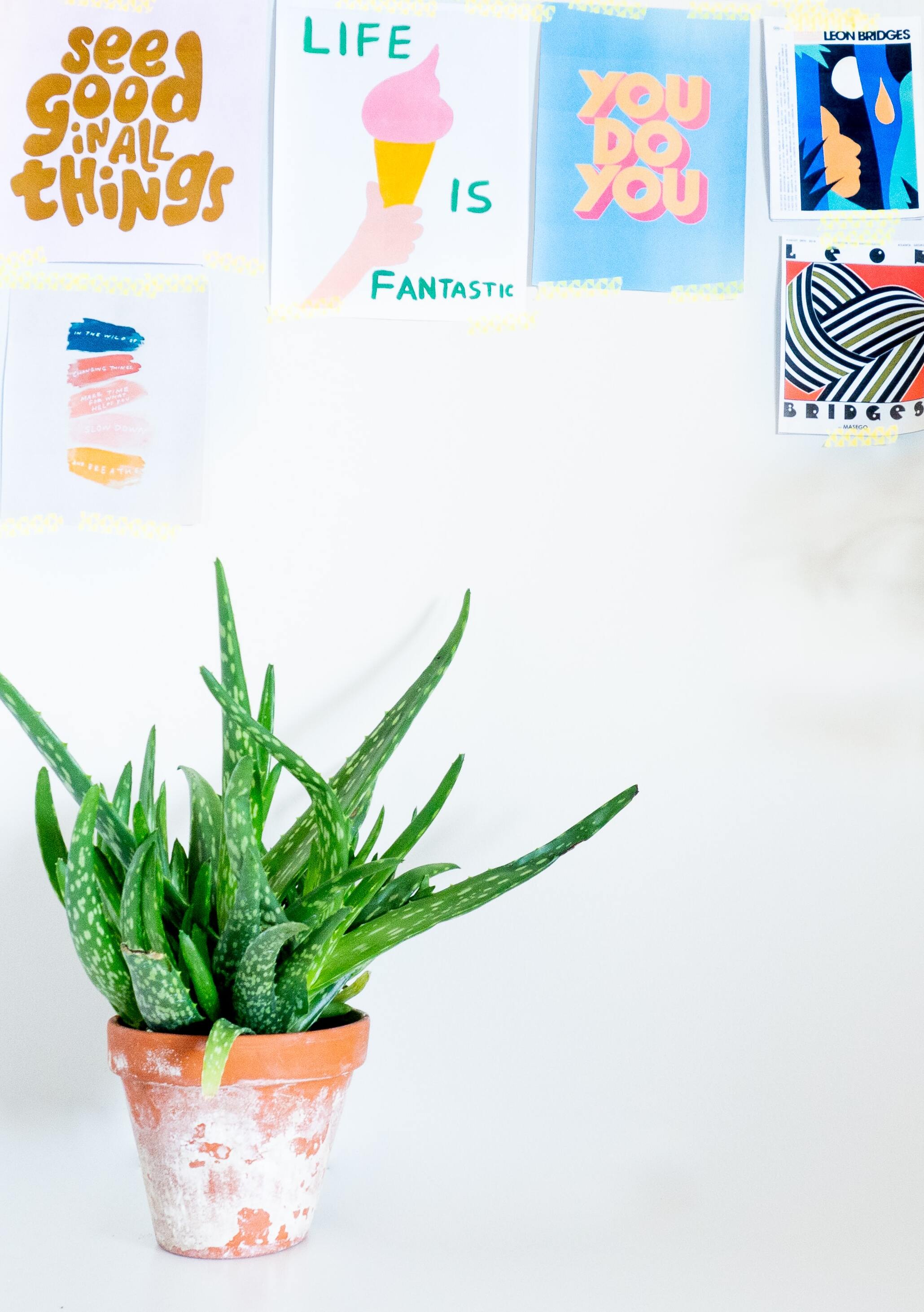 Menta ed aloe vera