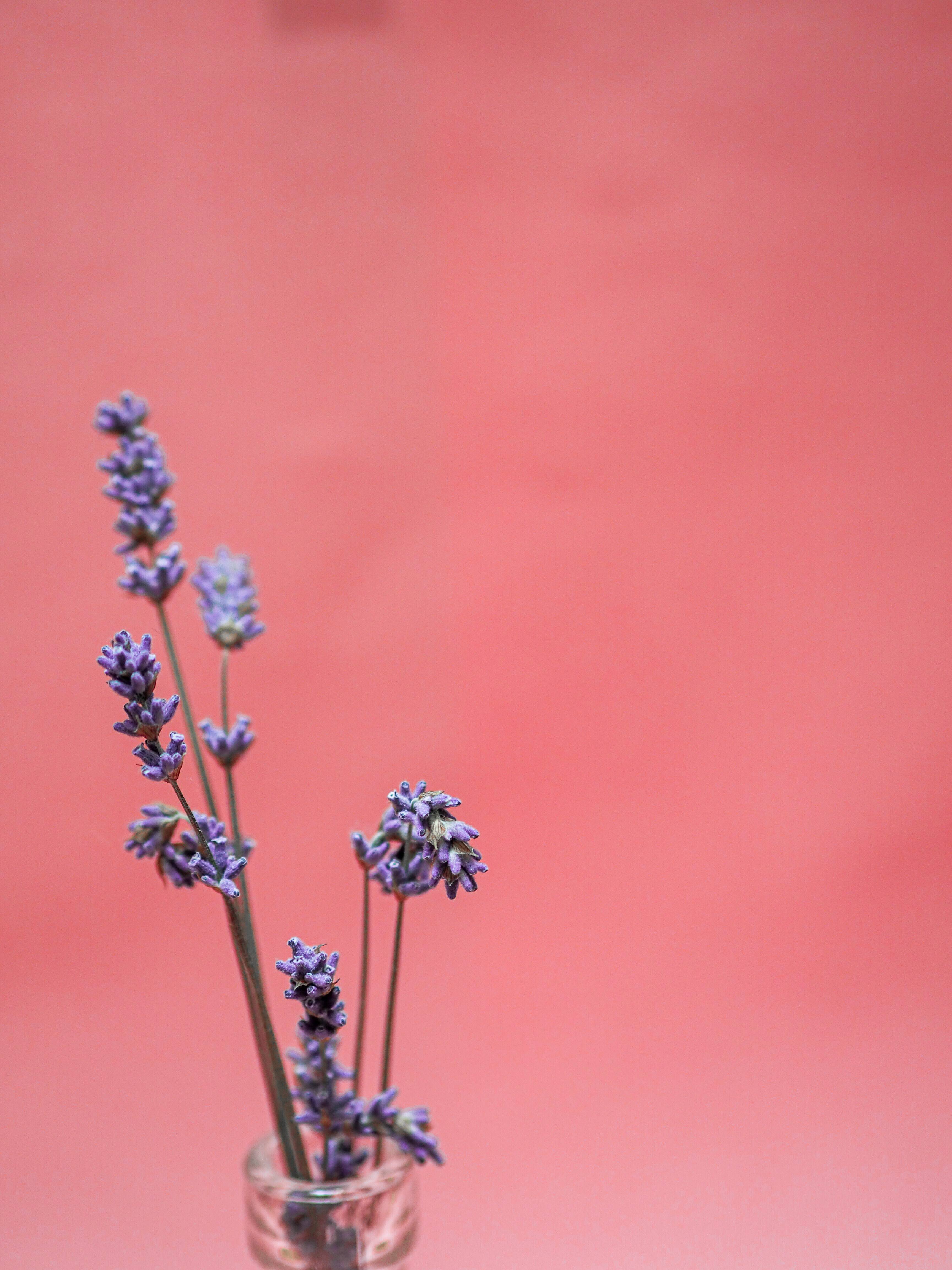 lavanda 