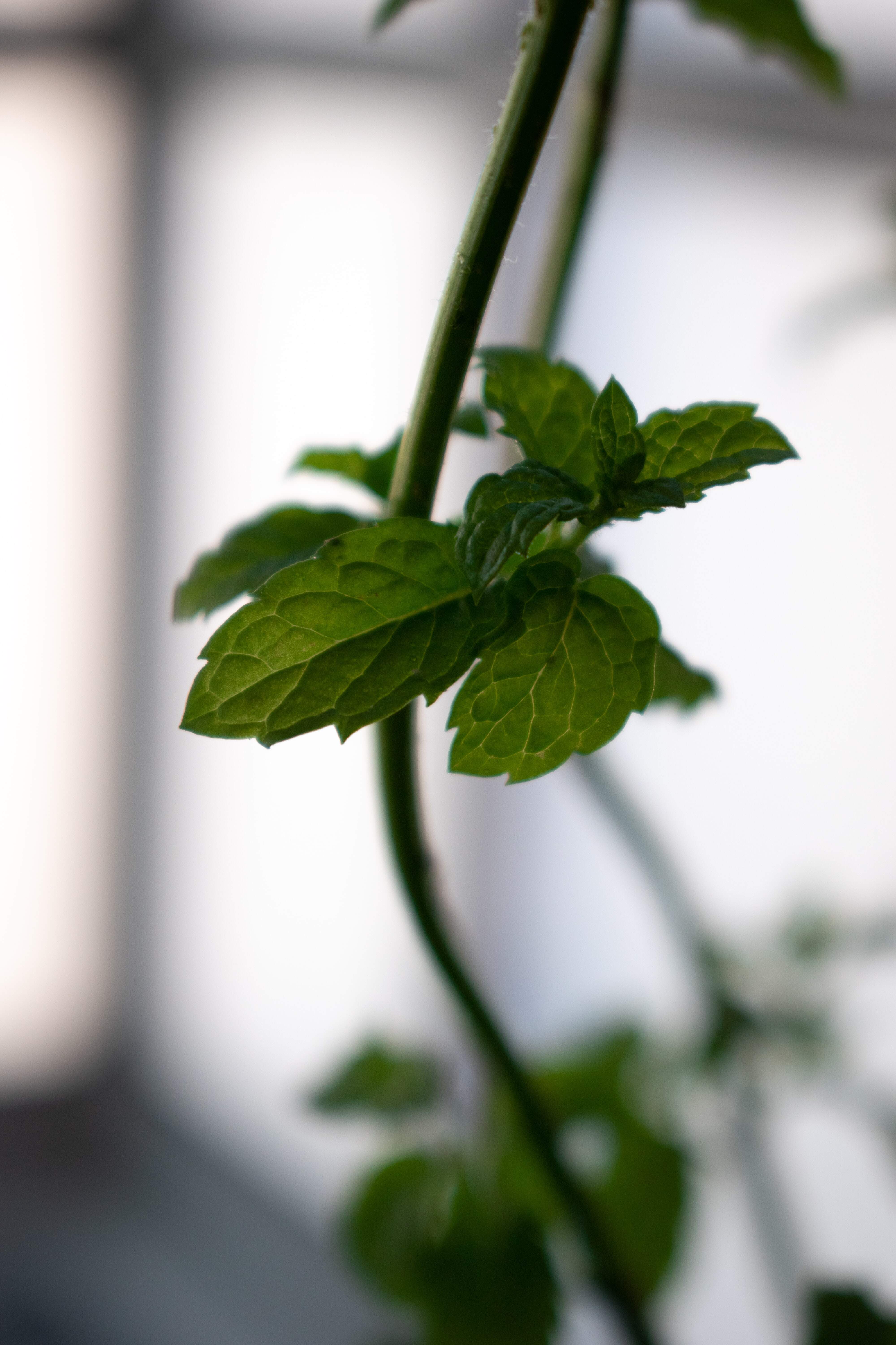 menta