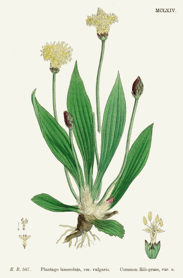 piantaggine