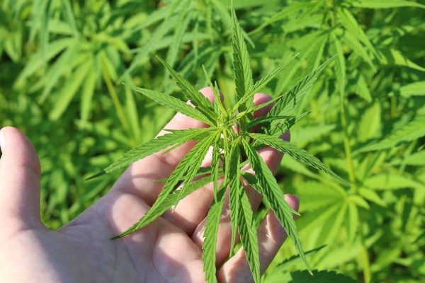 Cos’è la cannabis legale